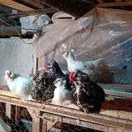 فروش تخم مرغ گلین