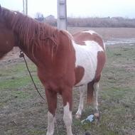 اسب مادیان ابلغ