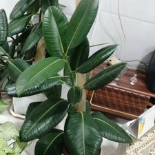 گل و گیاه نیم متری