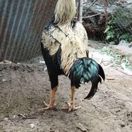 فروش خروس لاری خوشگل وناز