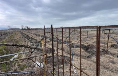 باغ کیوی زیرقیمت کل منطقه 5500مترتالش گیلان