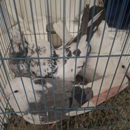 کفترنروماده