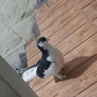 کبوتر ساده ماده توضیحات خانده شود