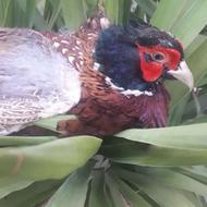 کبک و قرقابل