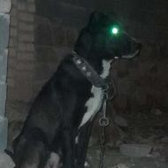 سگ گله ای ماده