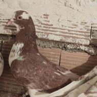 کفتر غریب گیری