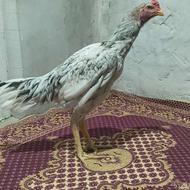 طوس زیبا خوشکل