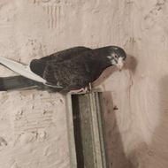 کفتر غریب گیری