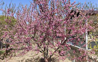 خانه رایگان در مقابل نظافت ویلا و مراقبت باغ