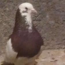 دسته‌8تایی‌طوقی‌کاکل‌وکل