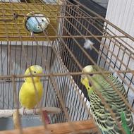 فروش مرغ عشق