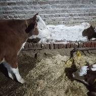 گوساله نر کله سفید خوش رنگ سه ماهه