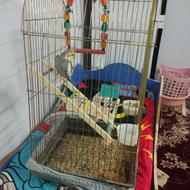 عروس هلندی نر