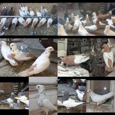 کبوتر سینه دم زرد طوقی سوسنی بزک