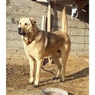 سگ پشدژ درجه یک واگذاری