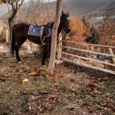 اسب مادیان نژاد کرد.