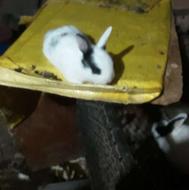 بچه خرگوش بازی گوش