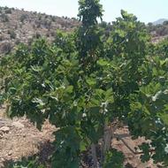 فروش 200بوته انجیر .بش 5تا 10سال