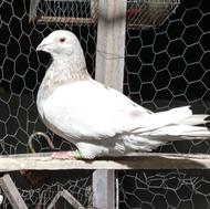 کبوتر مسافتی عراق