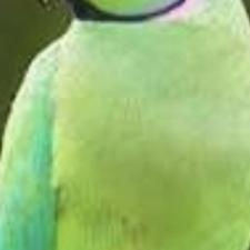 خریدار طوطی گرینچیک و ملنگو مولد