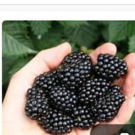 تمشک جنگلی شسته وفریزری وآماده برای مربا ومصرف