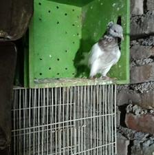 خال سبز ماده و ساده سیاه نر