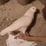 کبوتر رنگی فقط به شرط بالای 5 ساعت پرش