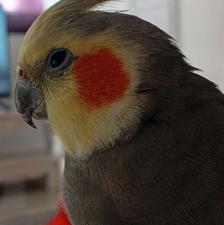 عروس هلندی جفت مولد