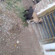 واگزاری توله