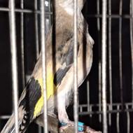 سهره جوجه سال از جوجه کال زیر دهن لر بود الان تازه صاف کرده