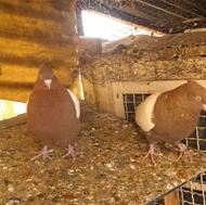 کبوتر رنگی پرشی