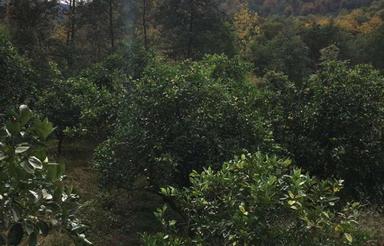 ویلا باغ دربست