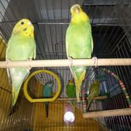 4عدد مرغ عشق دونه ای 250