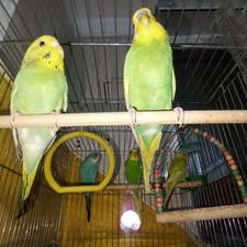 4عدد مرغ عشق دونه ای 250