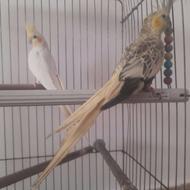 عروس هلندی گل باقالی لوتنو،