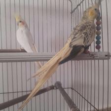 عروس هلندی گل باقالی لوتنو،