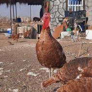 بوقلمون های طبیعی بوربون