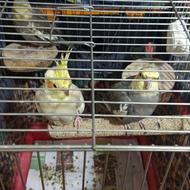 عروس هلندی سخنگو و دستی