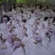 جوجه بوقلمون بیوتی 6 فوق سنگین 70روزه