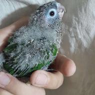 گرینچیک دستی همراه سرلاک