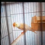 ماده قناری مست مادش خیلی مست هست میخونه