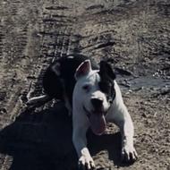 سگ پیتبول اصل واگذاری