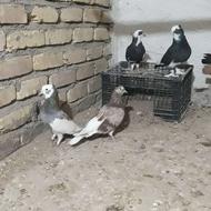 یک جفت کفتر شازده