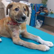 واگذاری رایگان توله سگ نر بومی زیبا و بسیار باهوش