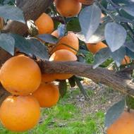 چیدن پرتقال در باغ