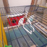 جفت مرغ عشق مولد