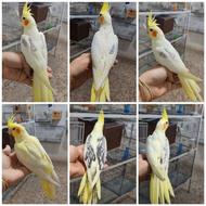 فروش جوجه های دون خور رام عروس با ژنتیک عالی