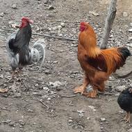 تعدادی مرغ خروس گلین و برهما