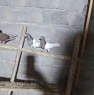 فروش کبوتر پرش