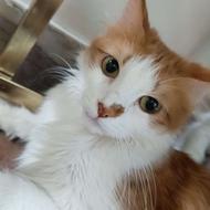 گربه ماده دو ساله